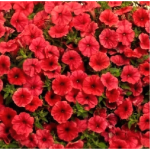 Снимок экрана 2025-12-20 193259